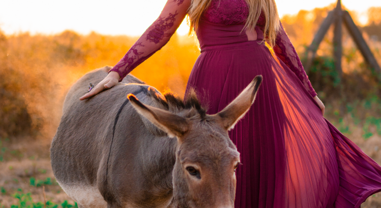 amely rose tierfotografie amely_rose animalphotography maxikleid ballkleid abendkleid abikleid esel outdoorphotography